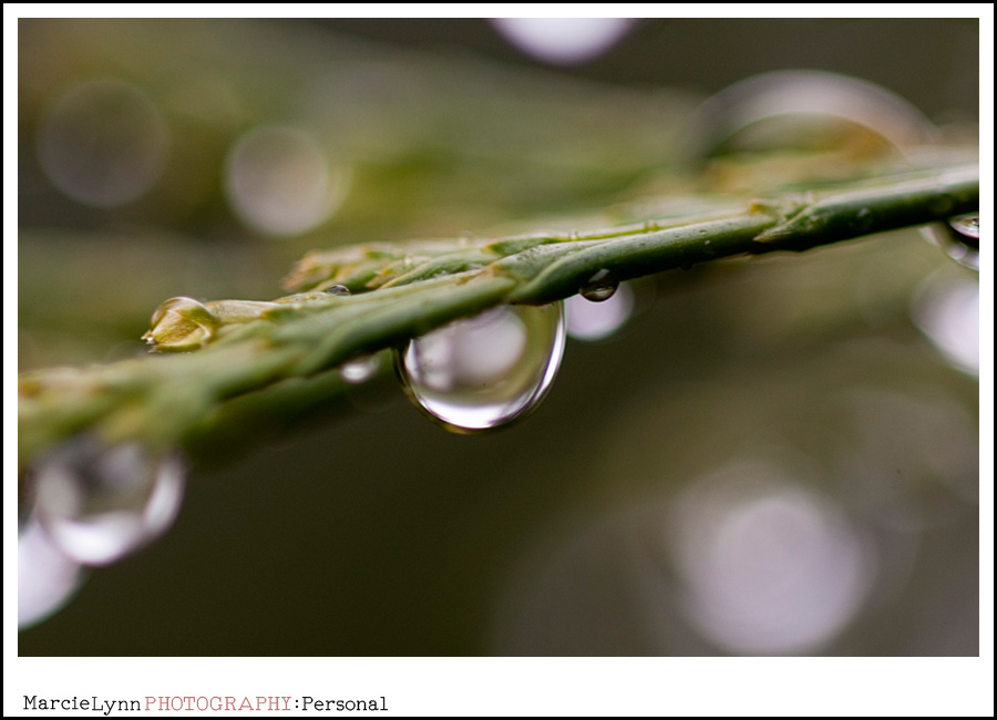 Raindrop from Tree